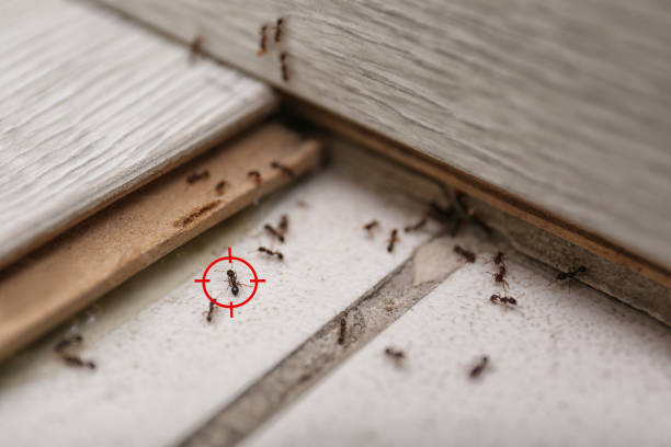 Best Spider Control Near Me  in Louisville, OH